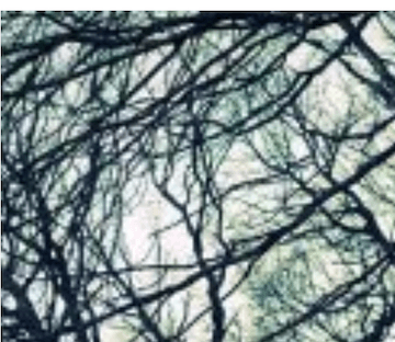 New era of donec sit amet sodales ipsum